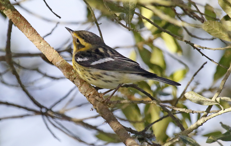 Blackburnian Warbler (Setophaga fusca) Parque Natural Chicaque, Cundinamarca, Colombia