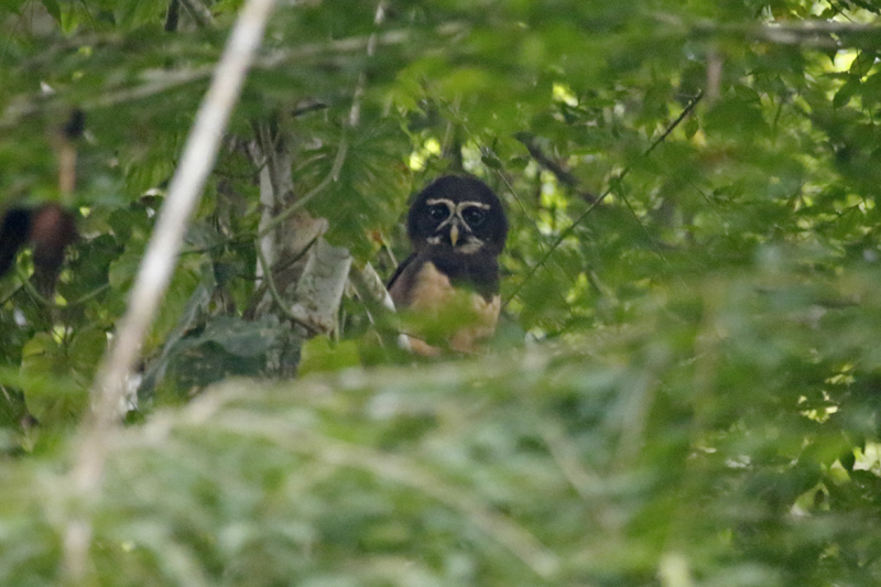 Spectacled Owl (Pulsatrix perspicillata chapmani) RN Cañon del Río Claro, Antioquia, Colombia