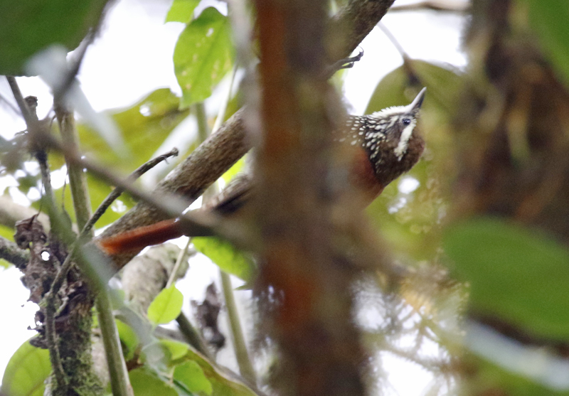 Pearled Treerunner (Margarornis squamiger)