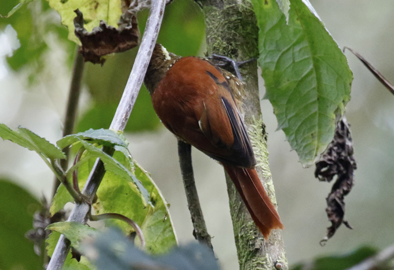 Pearled Treerunner (Margarornis squamiger perlatus) Reserva Bosque Guajira, Cundinamarca, Colombia