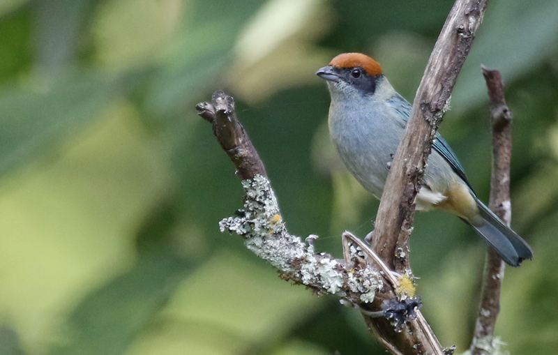 Scrub Tanager (Stilpnia vitriolina)