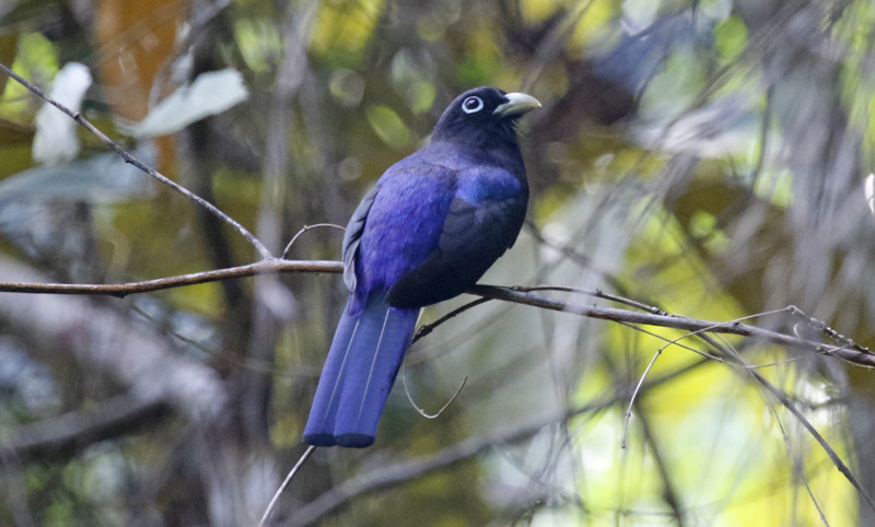 White-tailed Trogon (Trogon chionurus) RN Cañon del Río Claro, Antioquia, Colombia