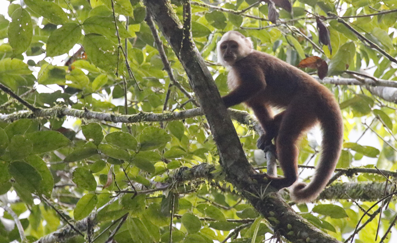 Varied White-fronted Capuchin (Cebus versicolor) RN Cañon del Río Claro, Antioquia, Colombia