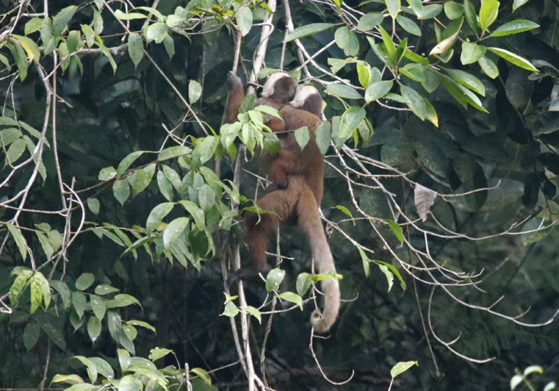 Varied White-fronted Capuchin (Cebus versicolor) RN Cañon del Río Claro, Antioquia, Colombia