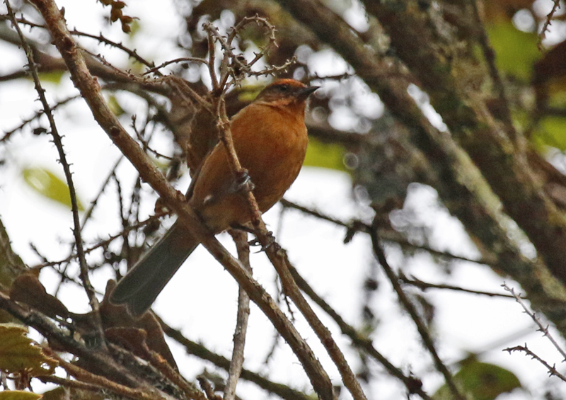Rufous-browed Conebill (Conirostrum rufum) Reserva Bosque Guajira - Cundinamarca - Colombia