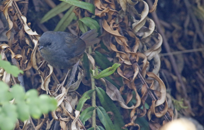 Pale-bellied Tapaculo (Scytalopus griseicollis) Reserva Bosque Guajira - Cundinamarca - Colombia