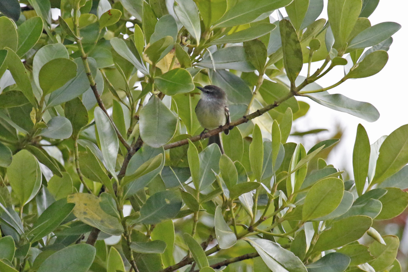 White-throated Tyrannulet (Mecocerculus leucophrys setophagoides) Reserva Bosque Guajira - Cundinamarca - Colombia