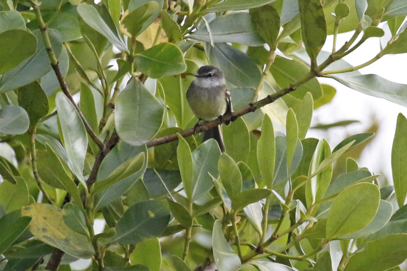 White-throated Tyrannulet (Mecocerculus leucophrys setophagoides) Reserva Bosque Guajira - Cundinamarca - Colombia