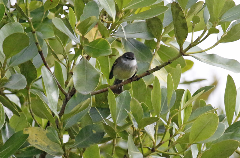 White-throated Tyrannulet (Mecocerculus leucophrys setophagoides) Reserva Bosque Guajira - Cundinamarca - Colombia
