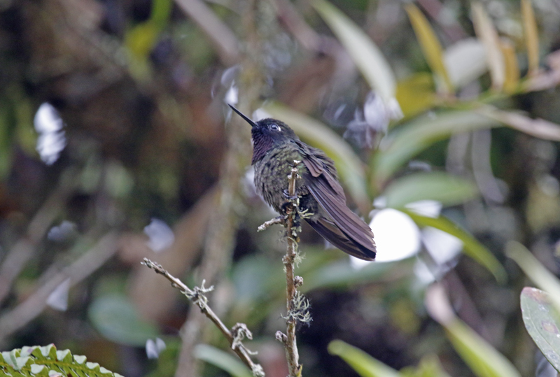 Longuemares Sunangel (Heliangelus clarisse) Reserva Bosque Guajira - Cundinamarca - Colombia