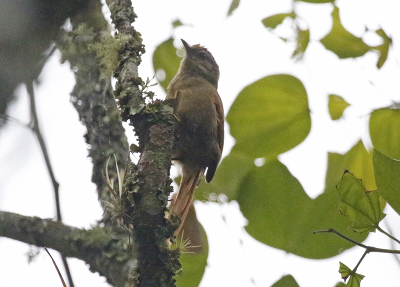 Ash-browed Spinetail (Cranioleuca curtata) Laguna El Tabacal, Cundinamarca, Colombia