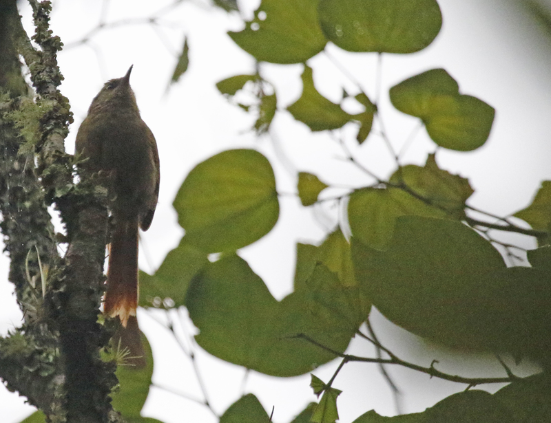 Ash-browed Spinetail (Cranioleuca curtata) Laguna El Tabacal, Cundinamarca, Colombia