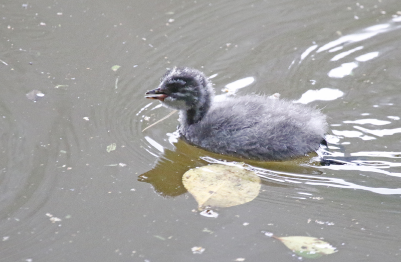 Least Grebe (Tachybaptus dominicus brachyrhynchus) Laguna El Tabacal, Cundinamarca, Colombia