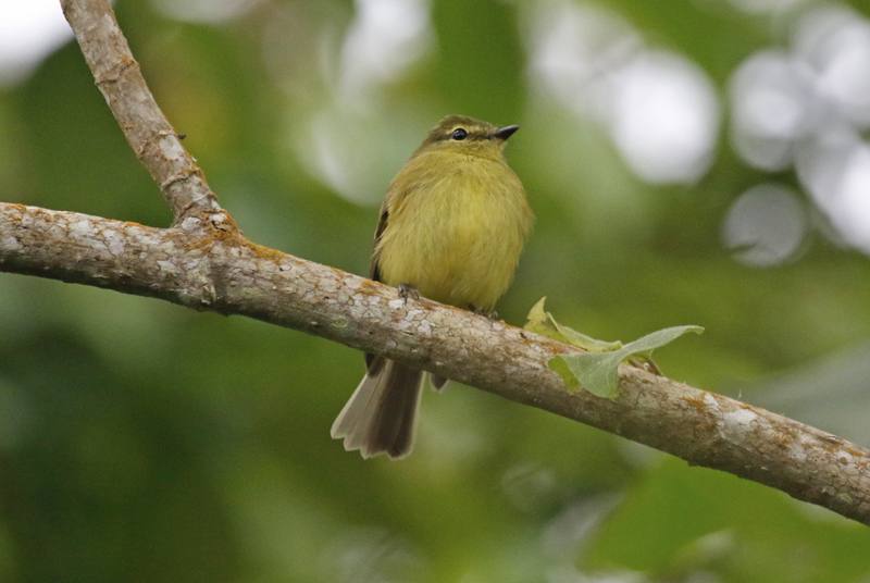 Flavescent Flycatcher (Myiophobus flavicans)