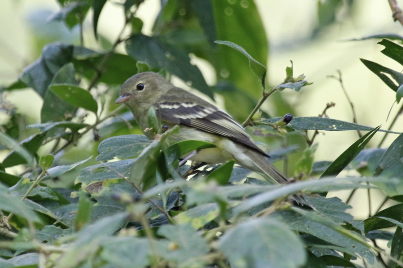 Mountain Elaenia (Elaenia frantzii) Via Nevado del Tolima, Tolima, Colombia
