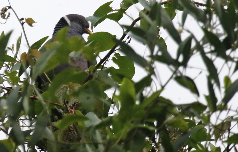 Southern Band-tailed Pigeon (Patagioenas fasciata albilinea) Via Nevado del Tolima, Tolima, Colombia