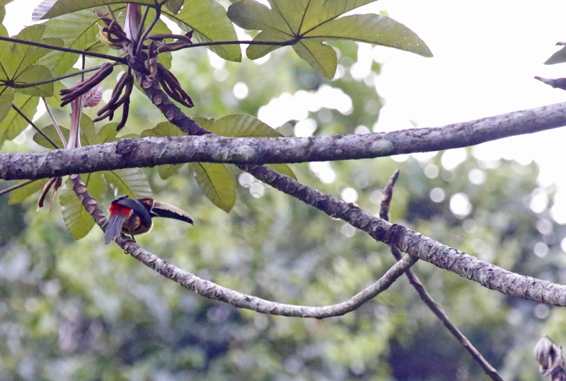 Collared Aracari (Pteroglossus torquatus nuchalis) RN Cañon del Río Claro, Antioquia, Colombia