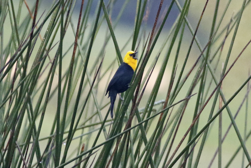 Yellow-hooded Blackbird (Chrysomus icterocephalus) Parque La Florida, Bogotá, Colombia