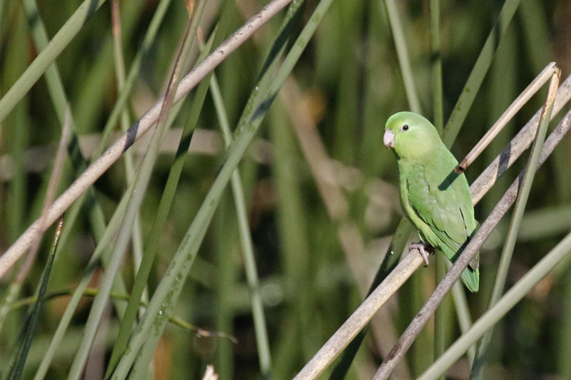 Spectacled Parrotlet (Forpus conspicillatus conspicillatus) Parque La Florida, Bogotá, Colombia