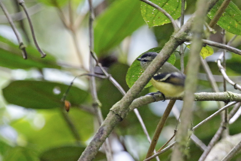 Black-capped Tyrannulet (Phyllomyias nigrocapillus) Reserva Bosque Guajira - Cundinamarca - Colombia