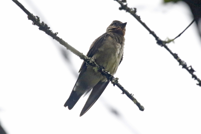 Southern Rough-winged Swallow (Stelgidopteryx ruficollis) Laguna El Tabacal, Cundinamarca, Colombia
