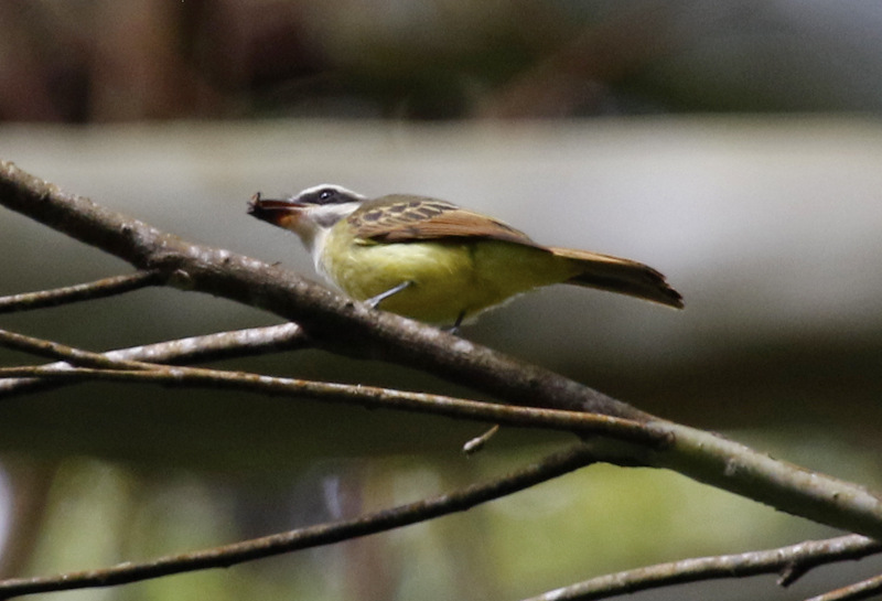 Golden-bellied Flycatcher (Myiodynastes hemichrysus minor) Ukuku Rural Lodge, Tolima, Colombia