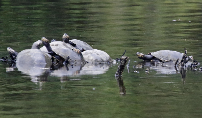 Yellow-spotted River Turtle (Podocnemis unifilis) Laguna El Tabacal, Cundinamarca, Colombia