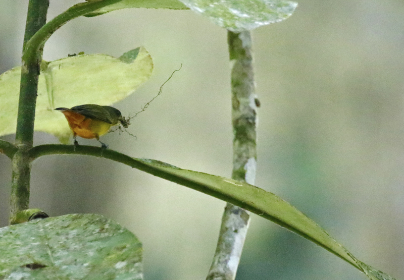 Fulvous-vented Euphonia (Euphonia fulvicrissa omissa) RN Cañon del Río Claro, Antioquia, Colombia