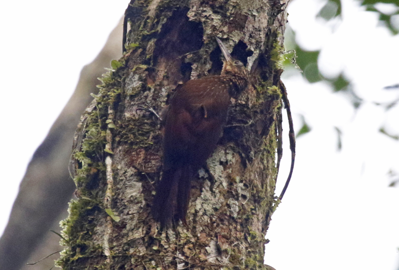 Cocoa Woodcreeper (Xiphorhynchus susurrans nana) RN Cañon del Río Claro, Antioquia, Colombia