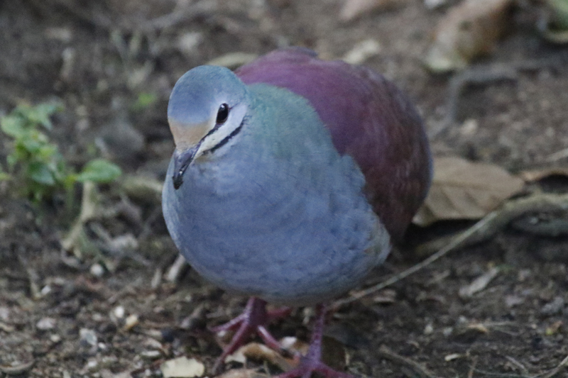 Buff-fronted Quail-Dove (Zentrygon costaricensis) Bosque de Paz, Alajuela, Costa Rica