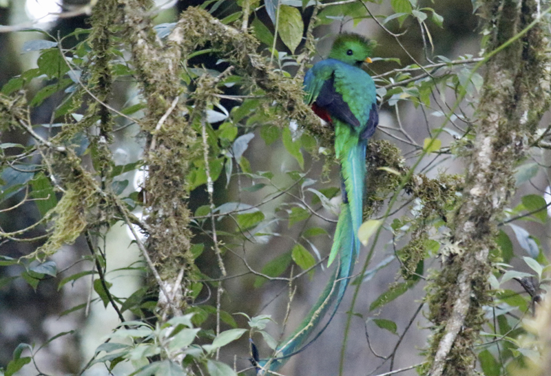 Resplendent Quetzal (Pharomachrus mocinno costaricensis) Savegre Valley, Vuelta del Gato, San José, Costa Rica
