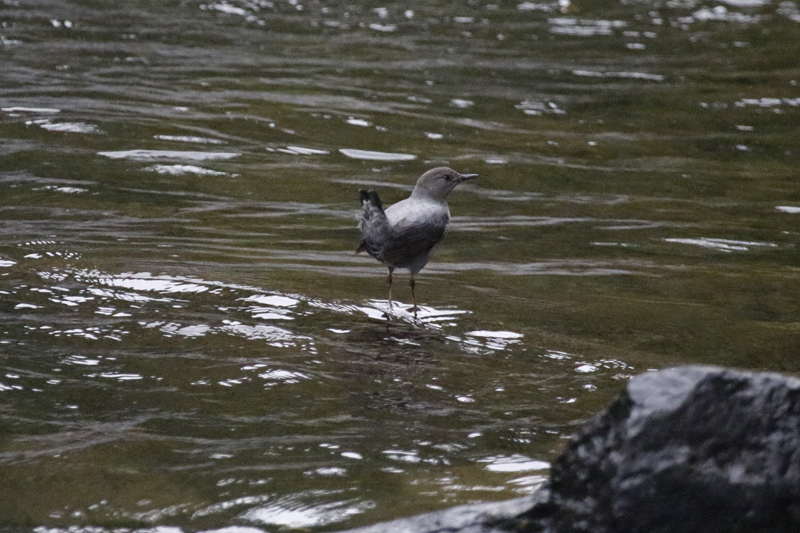 American Dipper (Cinclus mexicanus ardesiacus) Cabinas El Quetzal, Savegre Valley, Vuelta del Gato, San José, Costa Rica