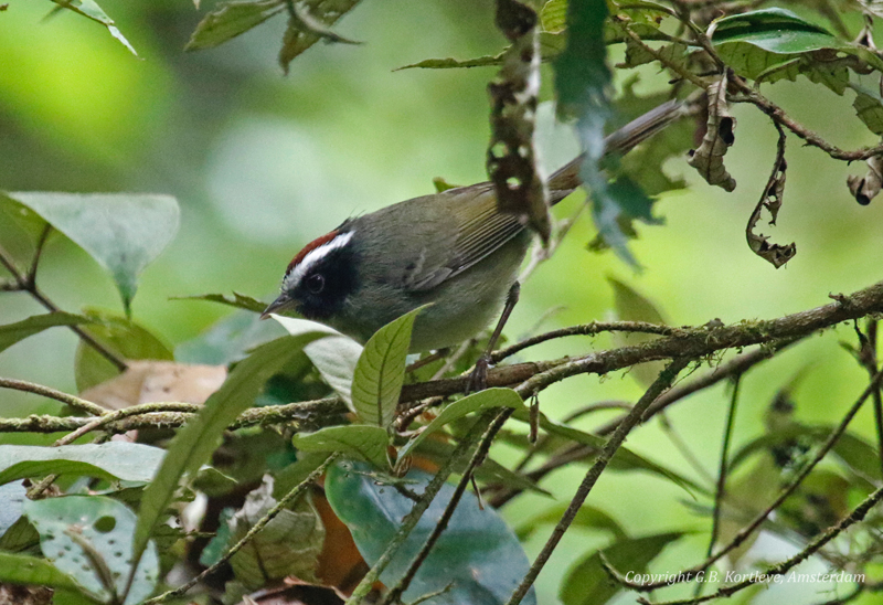 Black-cheeked Warbler (Basileuterus melanogenys) Savegre Mountain Lodge, Primary forest trails, San José, Costa Rica