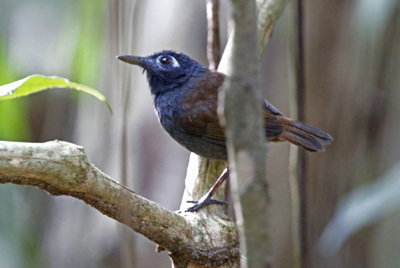 Chestnut-backed Antbird (Poliocrania exsul occidentalis) Carara National Park, Puntarenas, Costa Rica
