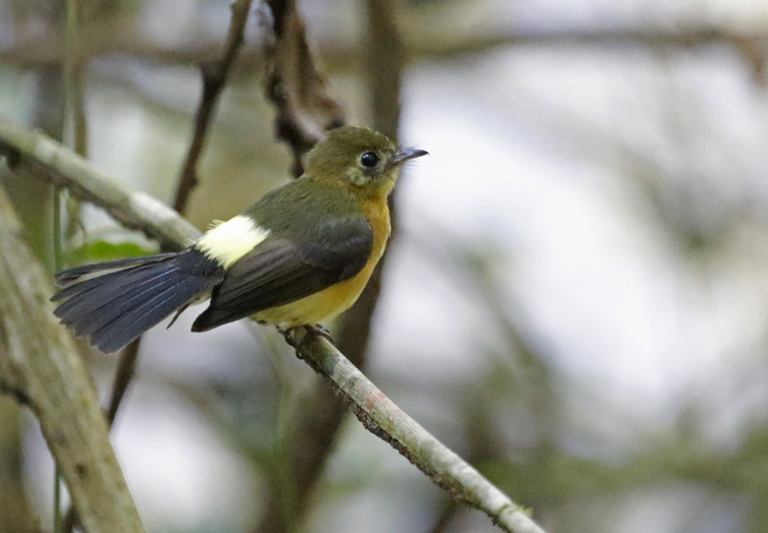 Passeriformes: Tityridae - Sharpbill, Tityras, Becards