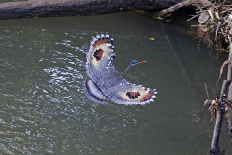 Sunbittern (Eurypyga helias major) La Selva OTS Reserve, Heredia, Costa Rica