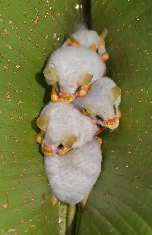 Honduran White Bat (Ectophylla alba)