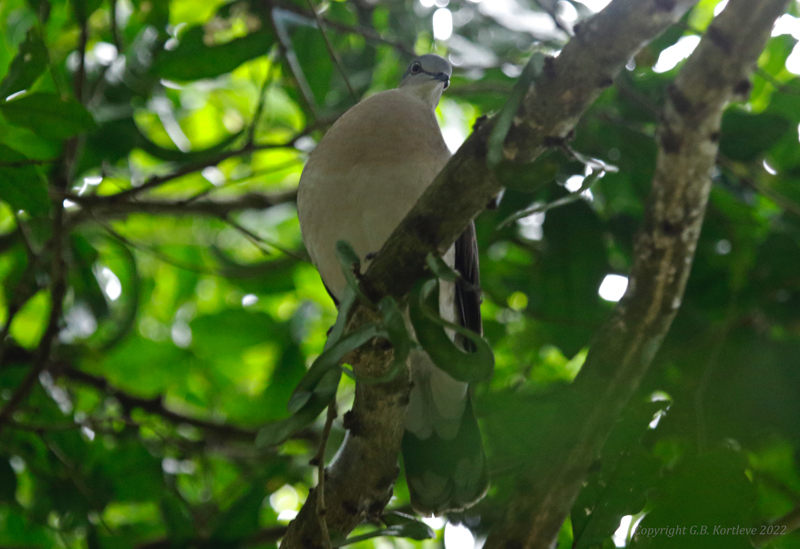 Grey-headed Dove (Leptotila plumbeiceps)