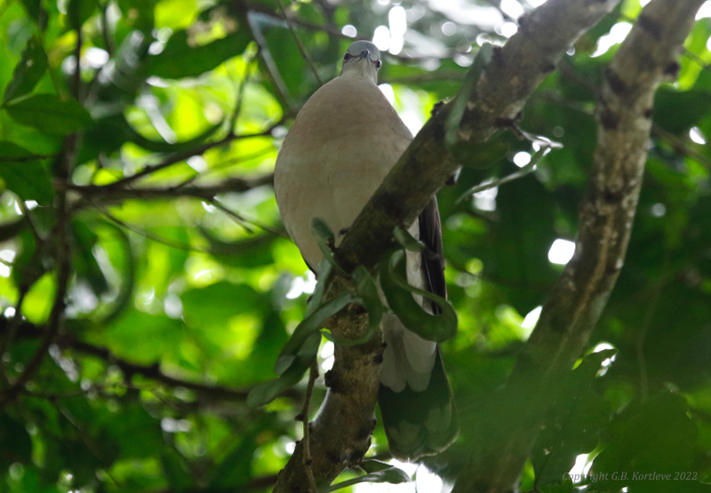 Grey-headed Dove (Leptotila plumbeiceps) Refugio mixto Caño Negro, Alajuela, Costa Rica