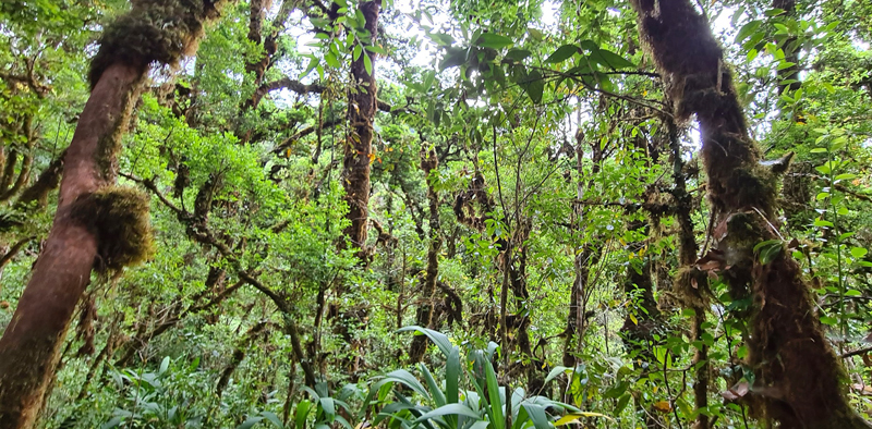 Tropical Montane Oak Cloud Forests at Savegre Hotel, San José, Costa Rica