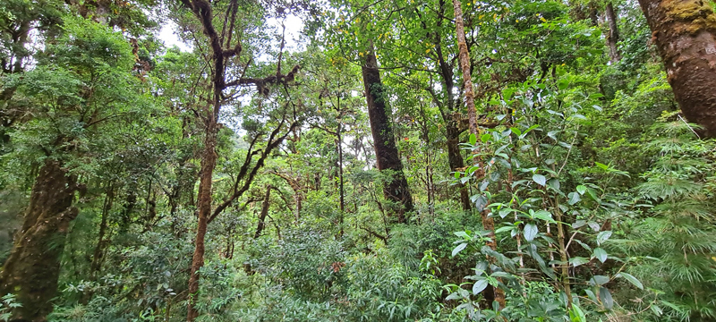 Tropical Montane Oak Cloud Forests at Savegre Hotel, San José, Costa Rica