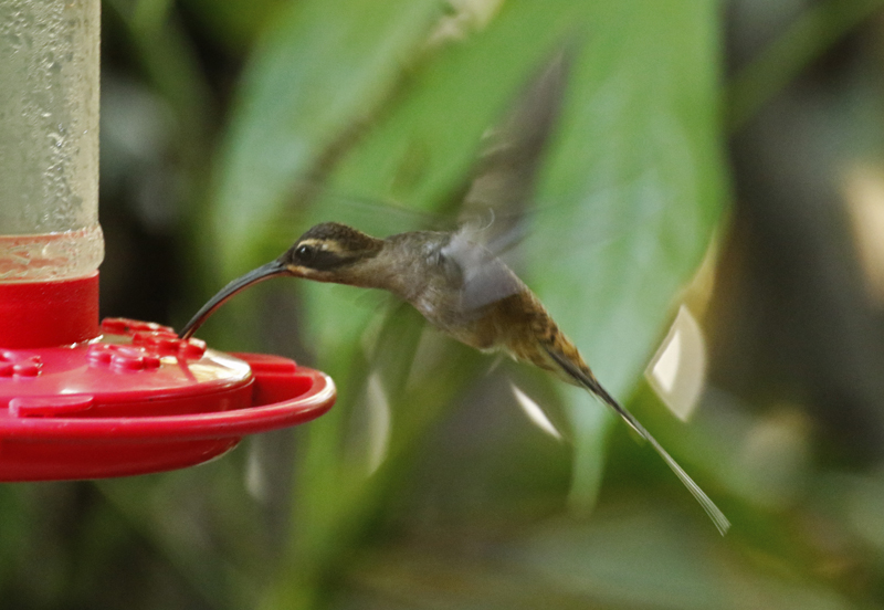 Long-billed Hermit (Phaethornis longirostris) Donde Cope, La Unión de Guápiles, Limón, Costa Rica