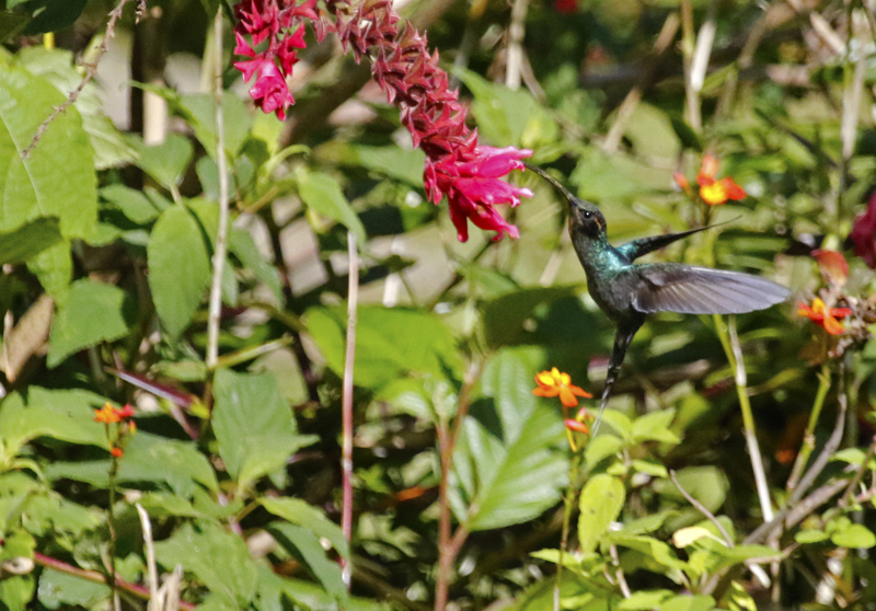 Green Hermit (Phaethornis guy) Bosque de Paz, Alajuela, Costa Rica