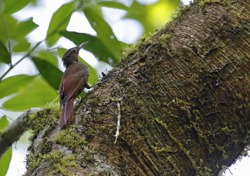 Little Long-tailed Woodcreeper (Deconychura typica) Carara National Park, Puntarenas, Costa Rica
