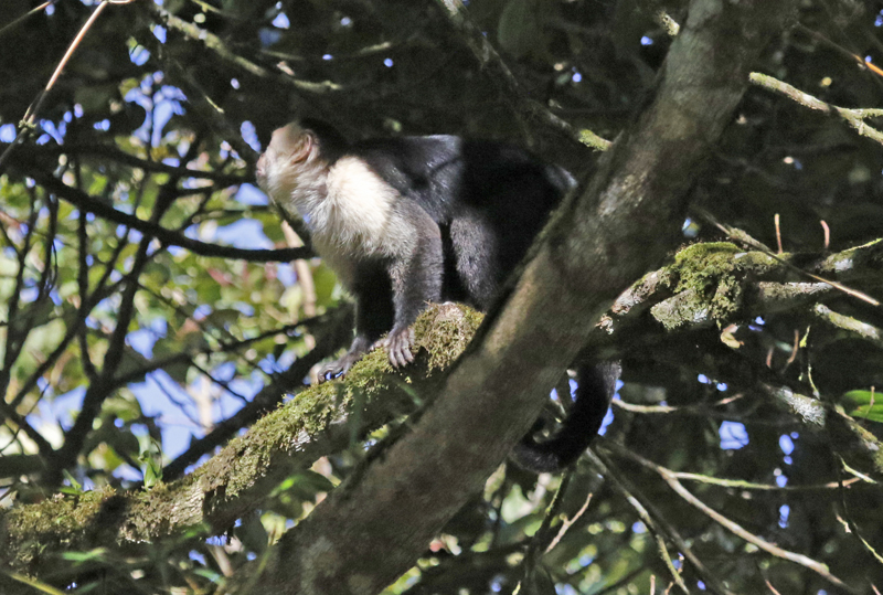 Panamanian White-throated Capuchin (Cebus imitator) Bosque de Paz, Alajuela, Costa Rica