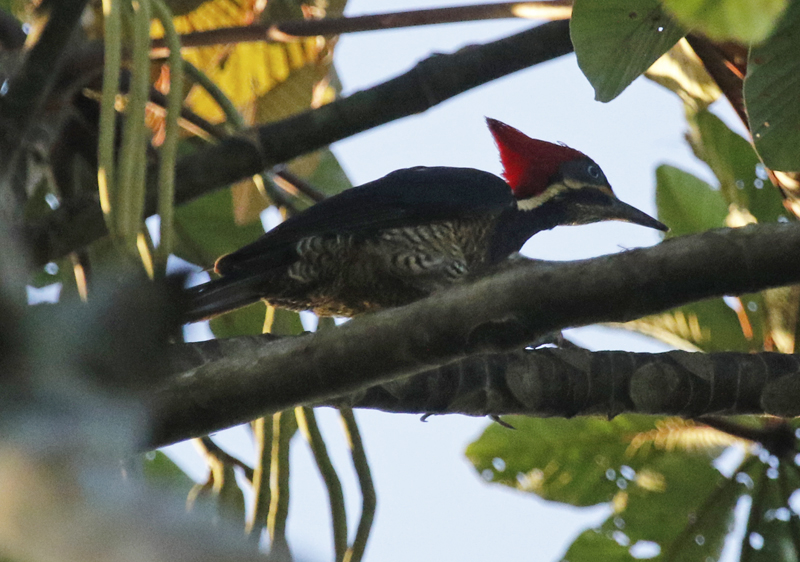 Lineated Woodpecker (Dryocopus lineatus) Hotel Ara ambigua, Heredia, Costa Rica