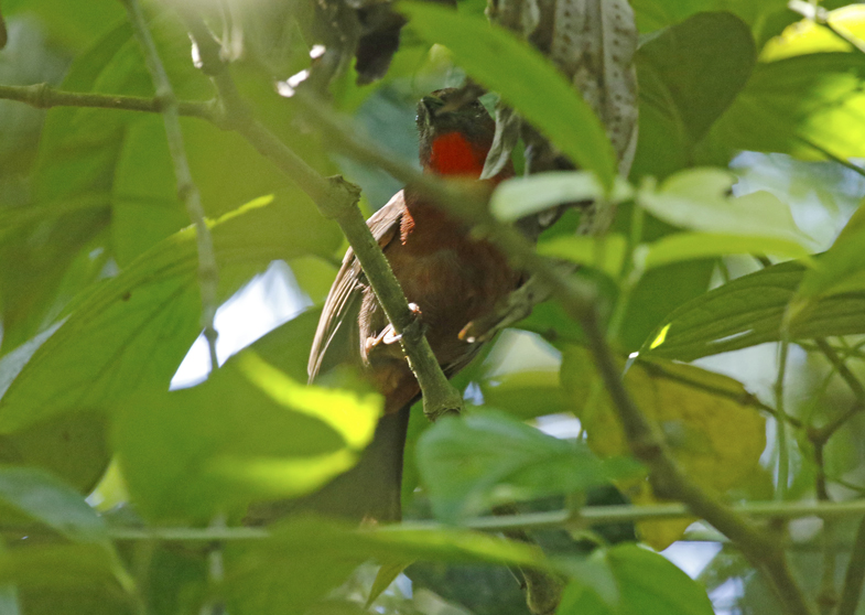 Red-throated Ant-Tanager (Driophlox fuscicauda) La Selva OTS Reserve, Heredia, Costa Rica
