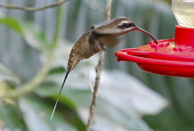 Long-billed Hermit (Phaethornis longirostris) Donde Cope, La Unión de Guápiles, Limón, Costa Rica