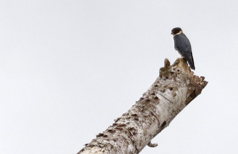 Bat Falcon (Falco rufigularis) Caño Negro, Alajuela, Costa Rica