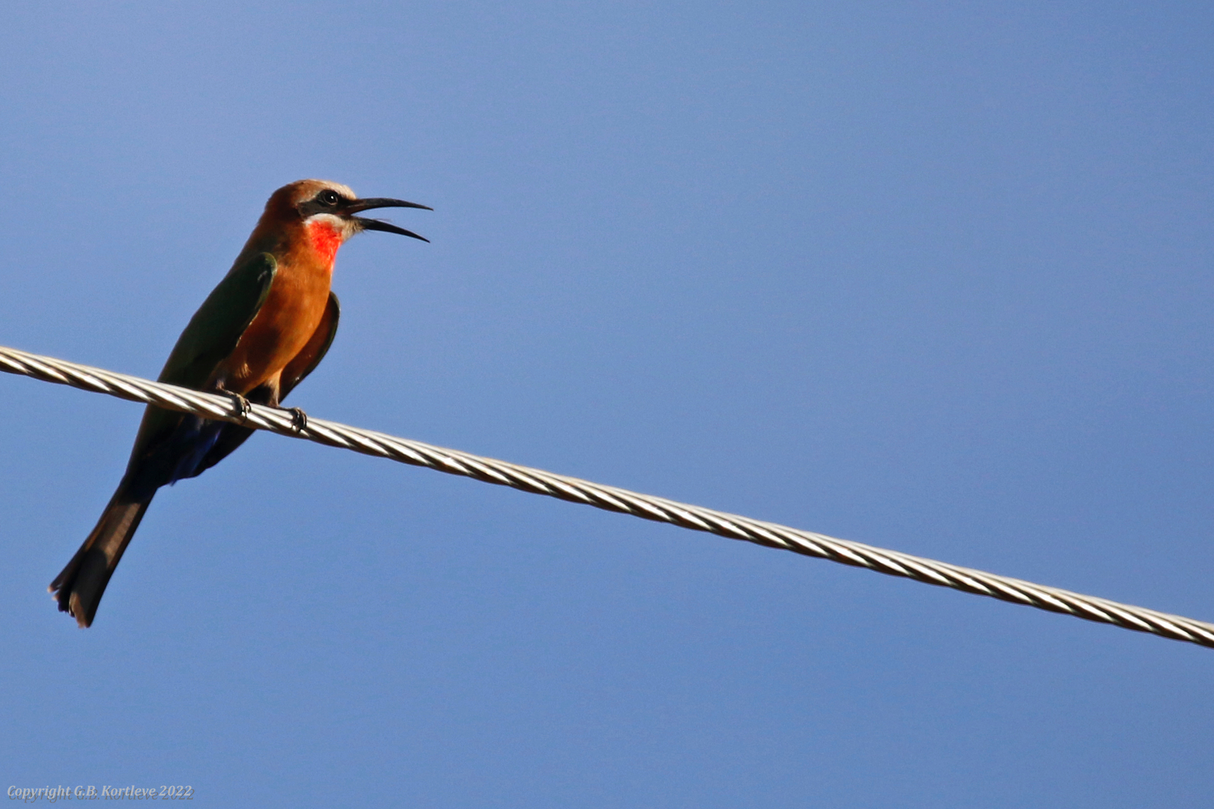 White-fronted Bee-eater (Merops bullockoides) Marigat, Rift Valley, Kenya